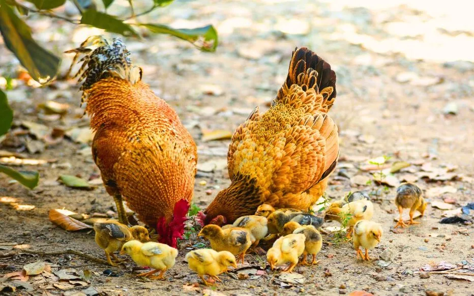 Élever des poules : guide complet pour bienvenue ces animaux fascinants