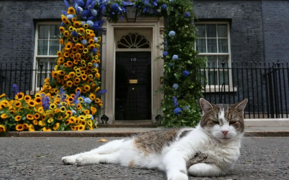 Le chat de Downing Street célèbre ses 15 ans : un longev inhabituel pour un félin de haut rang