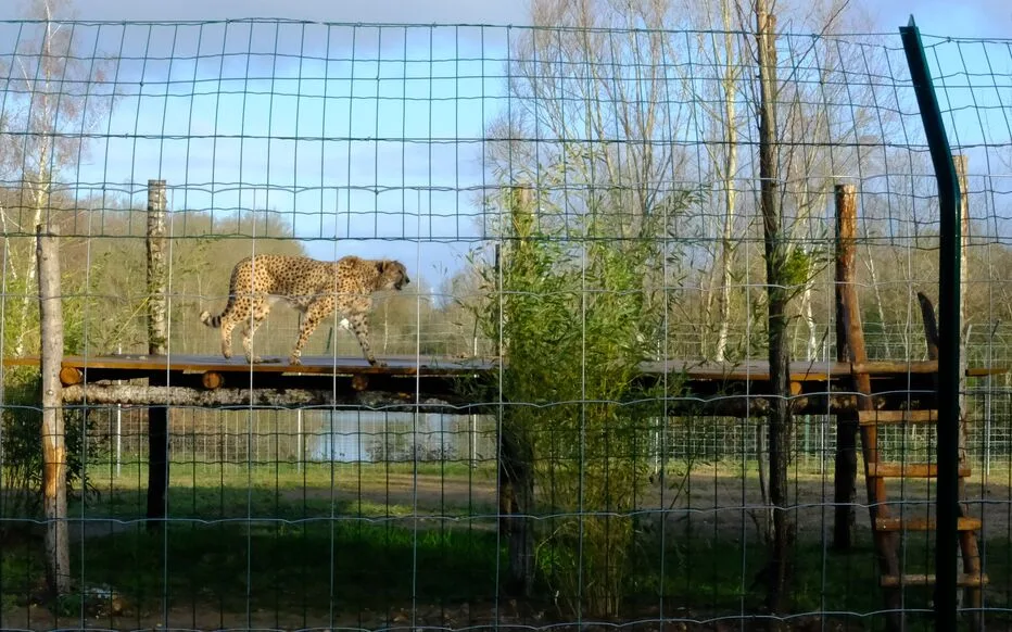 Le Zoo de La Flèche innove pour protéger les Guépards