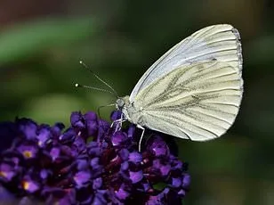 Laissez les chenilles détruire vos jardins cet printemps pour sauver les papillons
