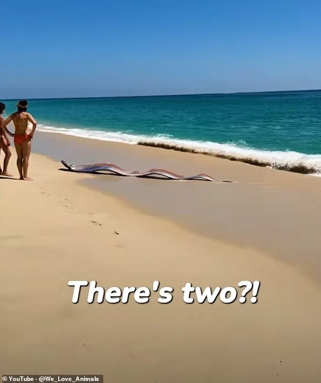 Rencontre avec les poissons-épée : un présage inquiétant au Mexique