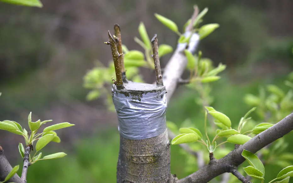 Multipliez vos arbres fruitiers par greffage : un guide complet