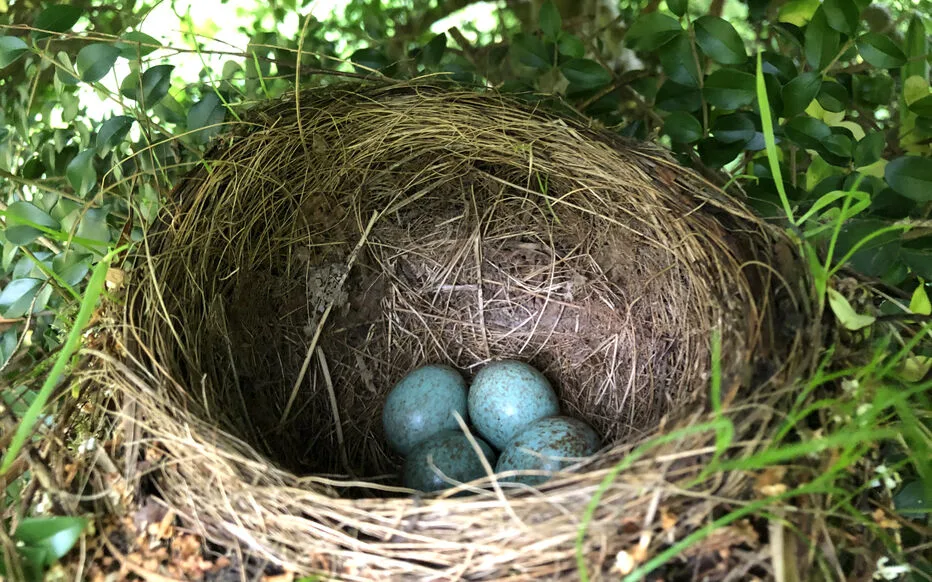 Interdiction de tailler les haies : préserver la biodiversité