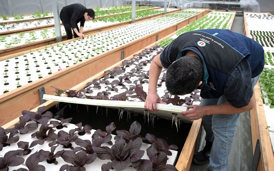 Super U, un pas de plus vers la durabilité : innovations en aquaponique