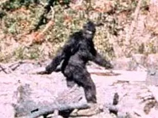 La vérité derrière l'icône Bigfoot : le film Patterson-Gimlin révélé