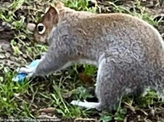 Les écureuils confonds les cigarettes électroniques avec de la nourriture, les photos et les vidéos virales montrent