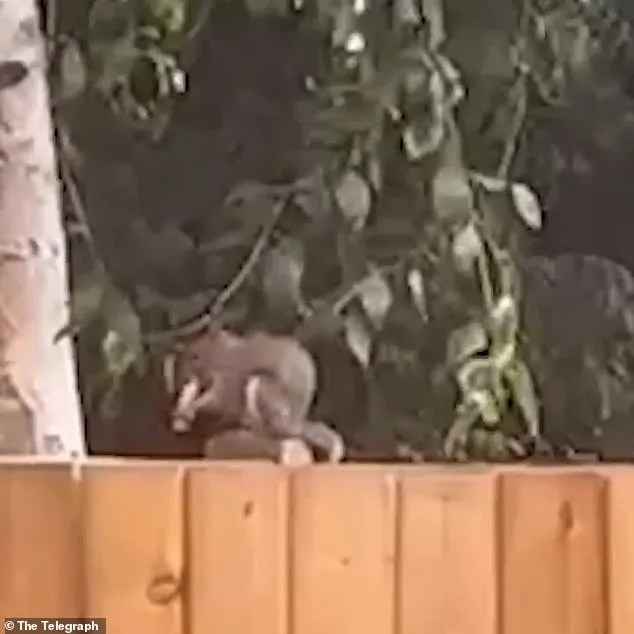 Les écureuils confonds les cigarettes électroniques avec de la nourriture, les photos et les vidéos virales montrent