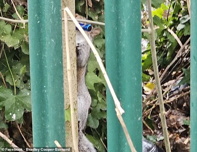 Les écureuils confonds les cigarettes électroniques avec de la nourriture, les photos et les vidéos virales montrent