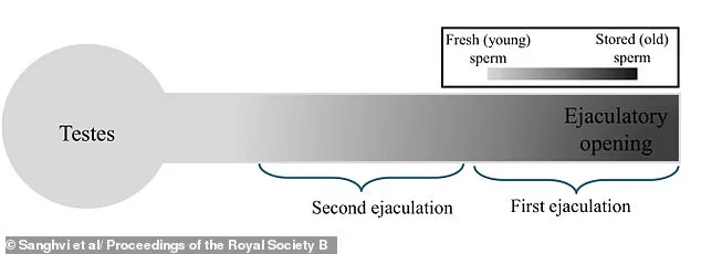 Les rapports sexuels réguliers améliorent la qualité du sperme : une nouvelle étude révèle des avantages inattendus pour la santé sexuelle masculine