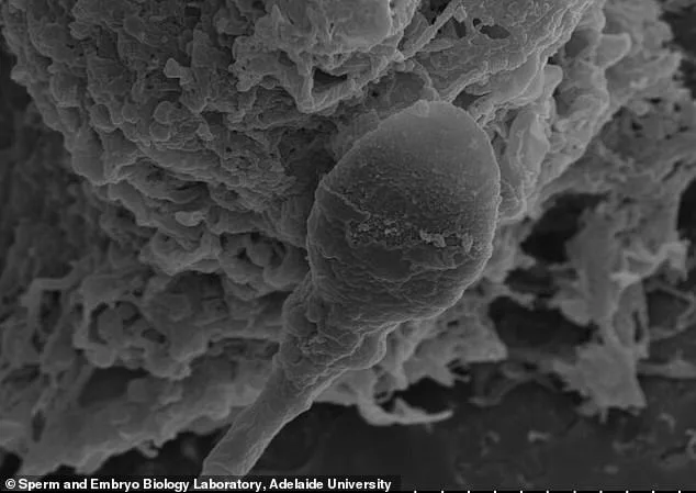 Les mystères de la procréation dans l'espace : les obstacles de la gravité sur les spermatozoïdes