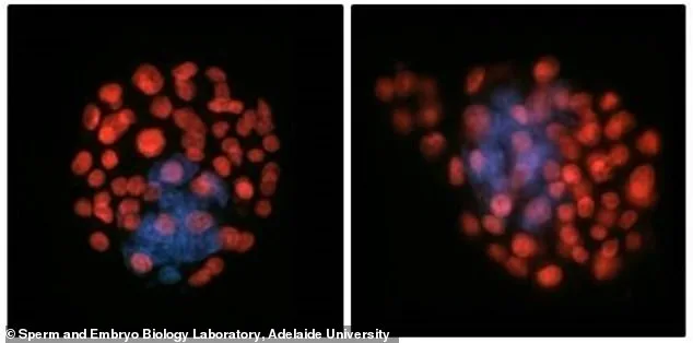 Les mystères de la procréation dans l'espace : les obstacles de la gravité sur les spermatozoïdes