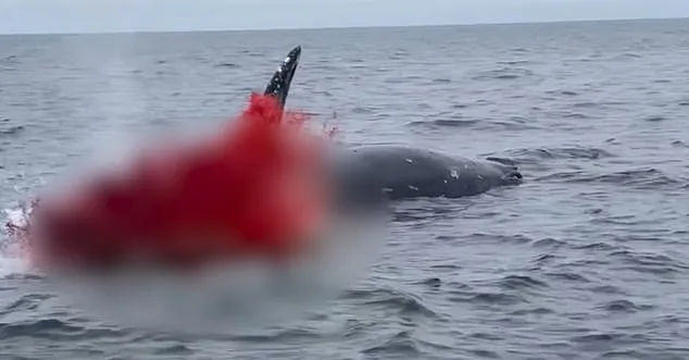 Alerte sur les plages de New York : les baleines mortes peuvent exploser