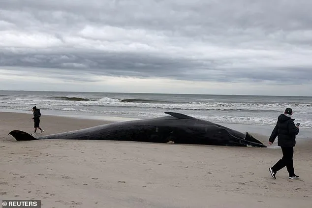 Alerte sur les plages de New York : les baleines mortes peuvent exploser