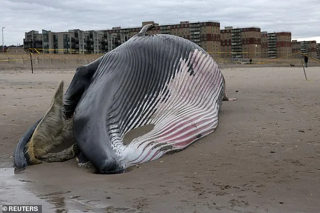 Alerte sur les plages de New York : les baleines mortes peuvent exploser