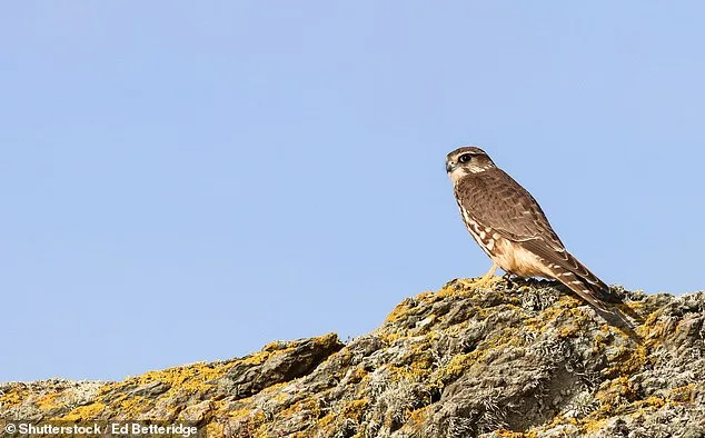 20 ans pour sauver la faune britannique : des espèces critiques en danger d'extinction