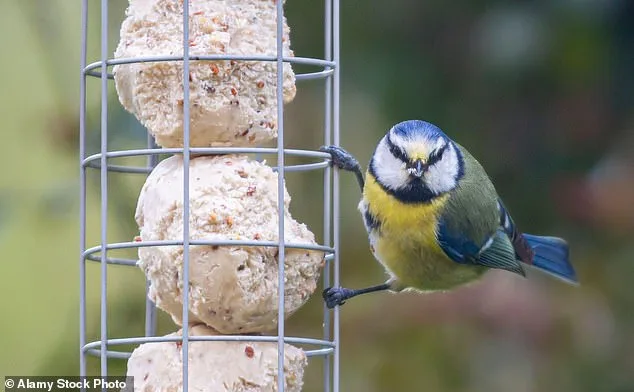 Crise sans précédent pour les pinsons à gorge jaune en Grande-Bretagne