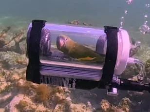 Crise sans précédent pour les pinsons à gorge jaune en Grande-Bretagne