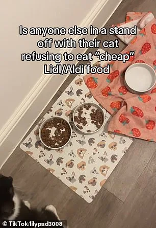 Pourquoi votre chat laisse souvent de la nourriture dans sa gamelle et comment y remédier