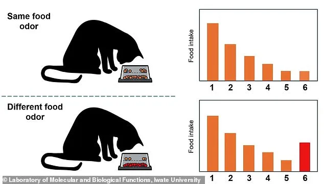 Pourquoi votre chat laisse souvent de la nourriture dans sa gamelle et comment y remédier