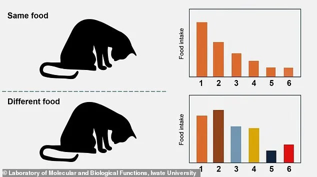 Pourquoi votre chat laisse souvent de la nourriture dans sa gamelle et comment y remédier