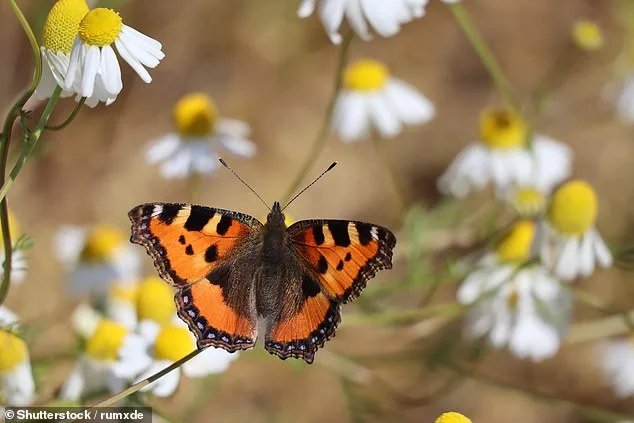 Butterfly Crisis: UK Species Face 'Urgent Battle