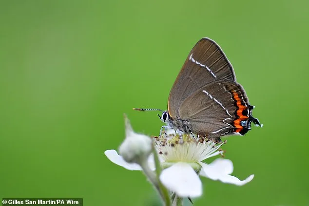 Butterfly Crisis: UK Species Face 'Urgent Battle