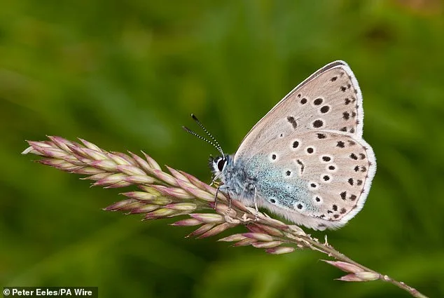 Butterfly Crisis: UK Species Face 'Urgent Battle