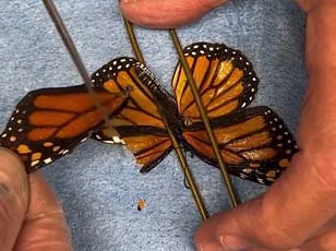 Butterfly Crisis: UK Species Face 'Urgent Battle