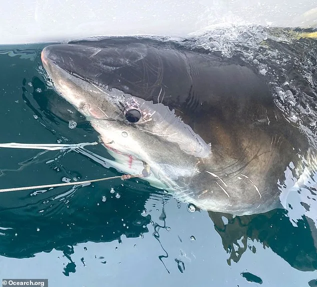 Great White Shark Spotted Near Trump's Mar-a-Lago