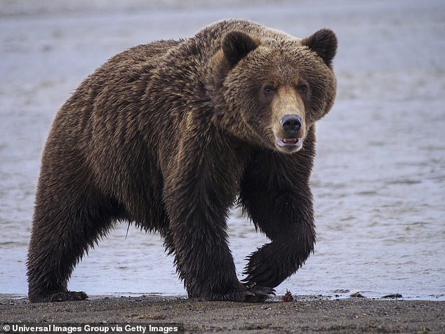 Two U.S. Soldiers Injured After Brown Bear Attack During Alaska Training