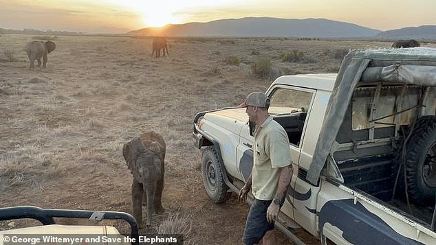 Lost elephant calf successfully reunited with family in Kenya