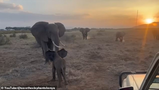 Lost elephant calf successfully reunited with family in Kenya