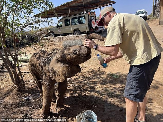 Lost elephant calf successfully reunited with family in Kenya