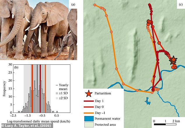 Lost elephant calf successfully reunited with family in Kenya