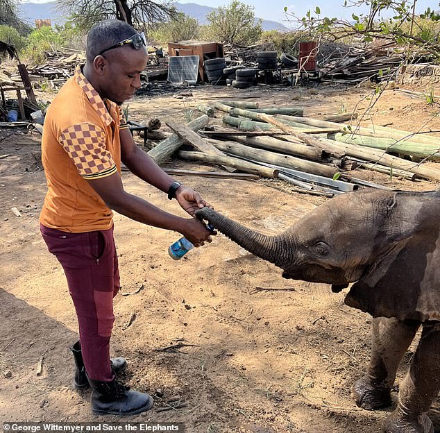 Lost elephant calf successfully reunited with family in Kenya