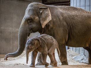 Lost elephant calf successfully reunited with family in Kenya