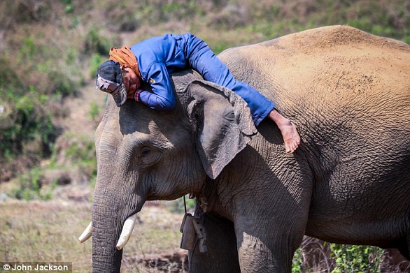Lost elephant calf successfully reunited with family in Kenya