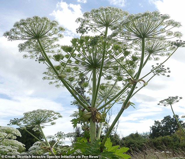 Six-year-old boy hospitalized with severe burns after playing with giant hogweed in Kent.