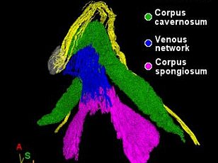 Emotion over physical stimuli: study reveals key drivers of female orgasm.