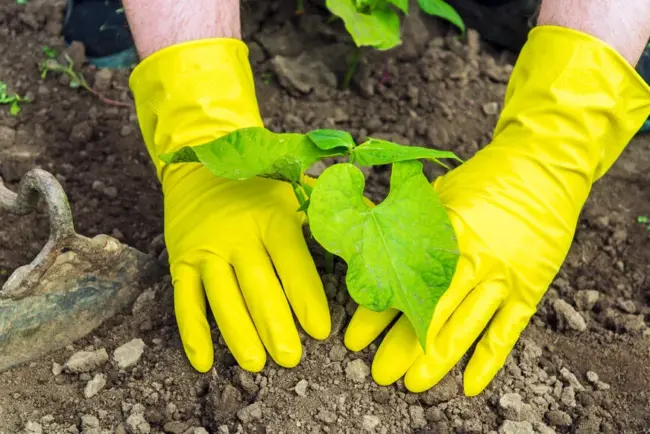 Améliorez Votre Jardin avec le Jardinage en Lasagnes : Un Guide Complet
