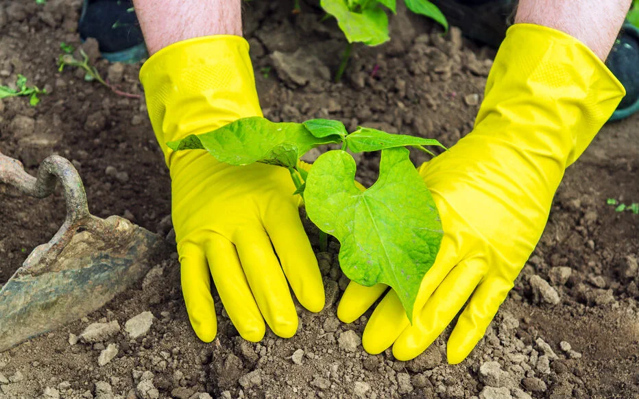 Améliorez Votre Jardin avec le Jardinage en Lasagnes : Un Guide Complet