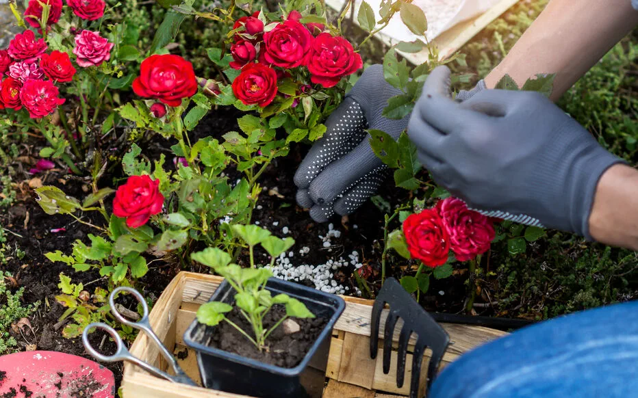 Aménagement de talus : créez un jardin sur mesure avec les bonnes plantes
