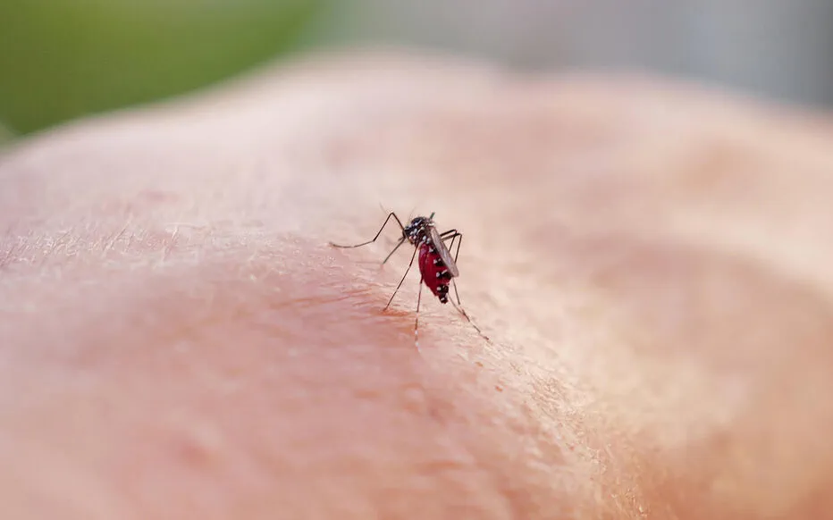 Chikungunya : les plus de 65 ans exclus de la campagne de vaccination à La Réunion