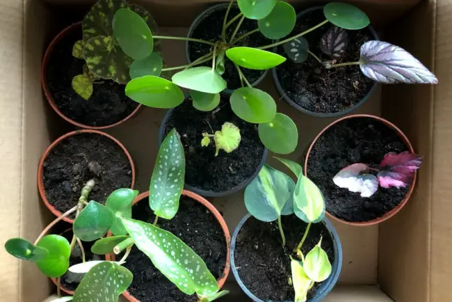 Comment transporter vos plantes lors d'un déménagement ?