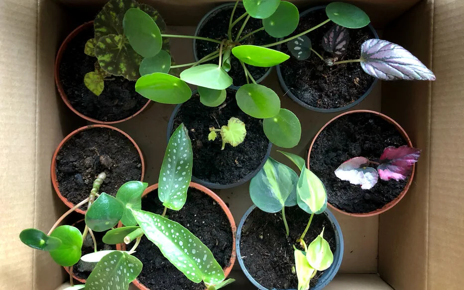 Comment transporter vos plantes lors d'un déménagement ?