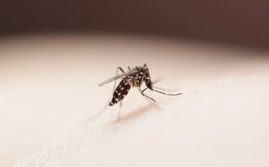 Crise sanitaire à La Réunion : le CHU sous pression face à l'épidémie de chikungunya