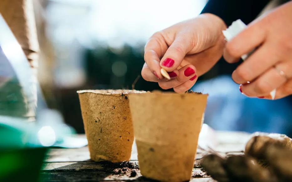 Cultiver avec prudence : naviguer dans le monde du commerce en ligne de graines