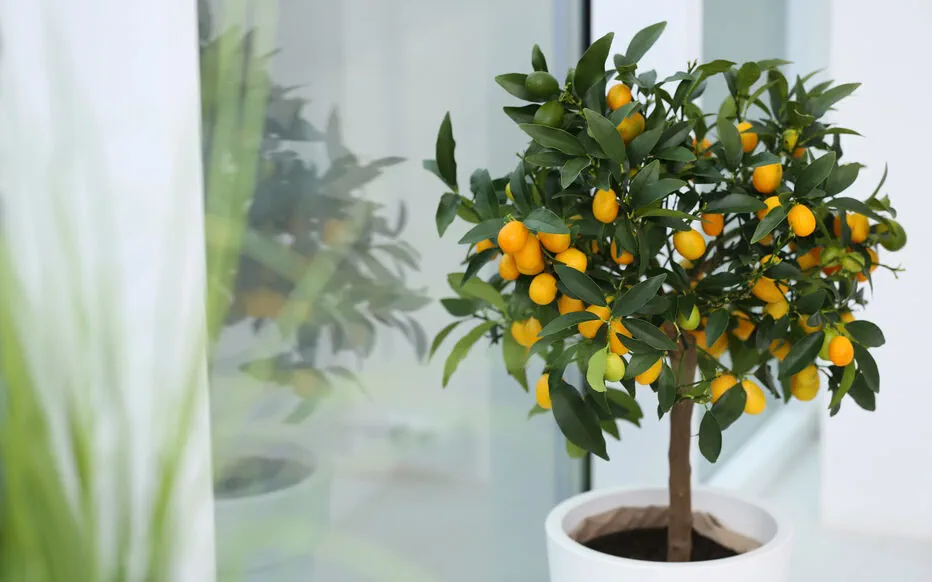 Cultiver des agrumes en pot : un plaisir toute l'année