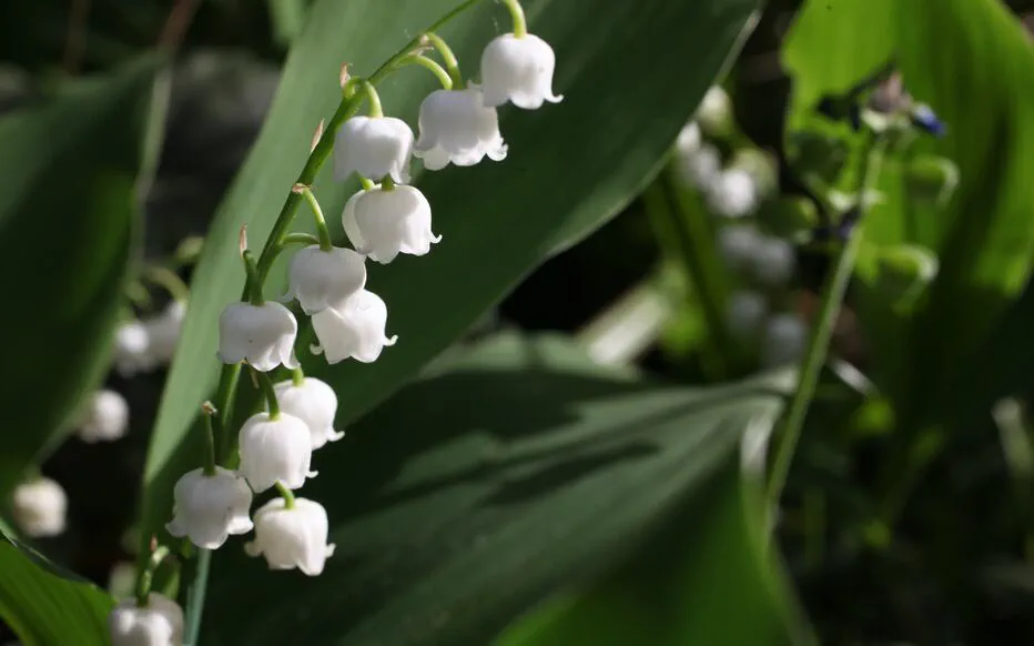 Debat sur les droits d'ouverture des fleuristes et boulangers le 1er mai en France