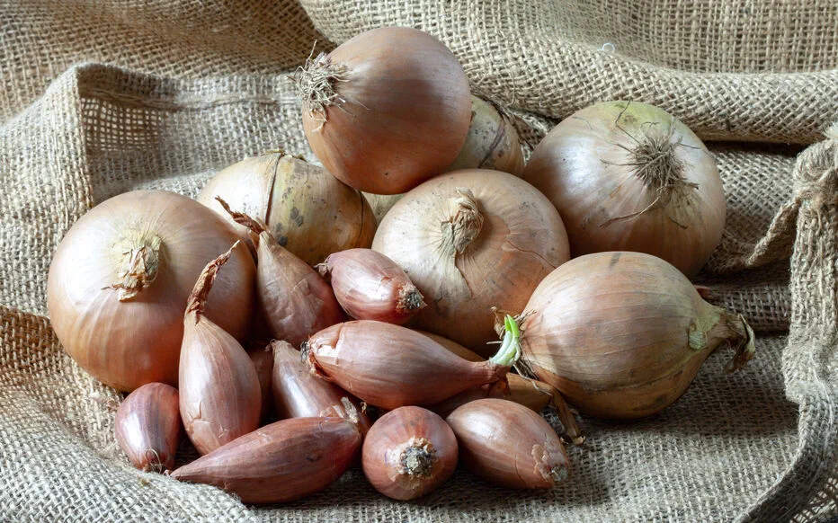 Échalote et oignon : bien plus que des noms similaires